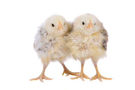 两个可爱的小妞农场动物黄色假期季节性生育力羽毛背景图片