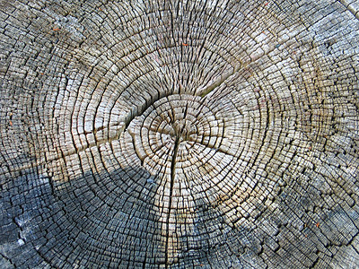 老树横截面岁月流逝力量时间生长圆圈橡木风化园艺植物材料历史背景
