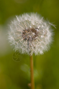 Dandelion 种子头宣传增殖植被植物增生背景图片