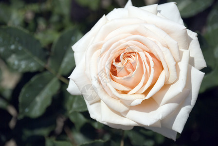 开花约会白玫瑰花花束脆弱性生活花瓣紫色香水庆典园艺个性周年背景