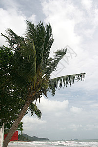 风风天气多云蓝色天空波浪热带植物地平线水果椰子情调背景图片