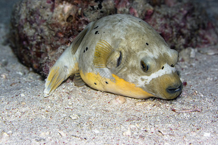 水下底鱼西巴丹岛高清图片