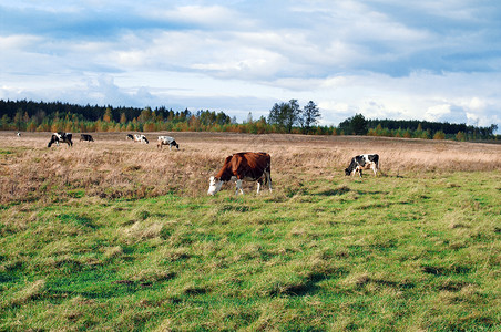 乳奶牛树木土地牧场农场绿色农业国家农村母牛农田高清图片
