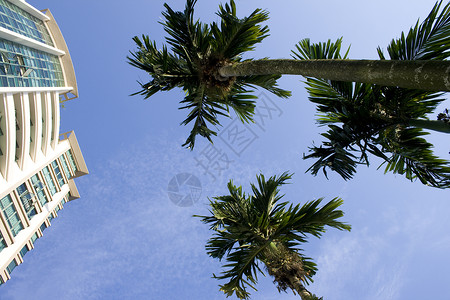 棕榈树和建筑背景图片