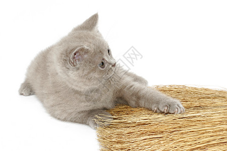 玩猫咪游戏眼睛工作室运动淡紫色毛皮调查褐色小猫猫科动物爪子背景图片