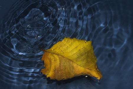 水上的花粉叶海浪蓝色飞溅叶子液体圆圈波纹黄色背景图片