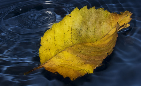 水上的花粉叶飞溅波纹海浪黄色蓝色圆圈叶子液体背景图片