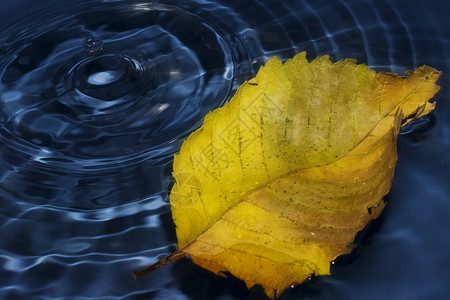 水上的花粉叶飞溅黄色波纹圆圈叶子液体海浪蓝色背景图片