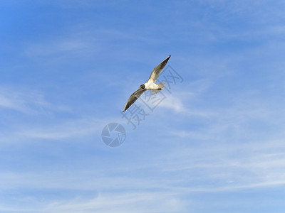 飞行海鸥蓝色自由航班天空白色动物天堂荒野背景图片