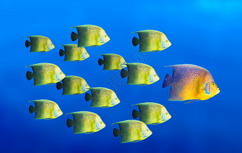 领导力概念     大鱼为热带鱼类的主导学校游泳浅滩团体黄色领导者珊瑚水族馆个性经理蓝色背景图片
