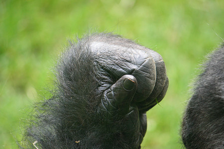 拳脚灵长类人性化大猩猩拳头动物人猿背景图片