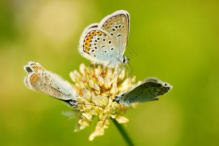 会议自由花瓣昆虫航班雏菊臭虫食物圆圈花朵团体背景图片
