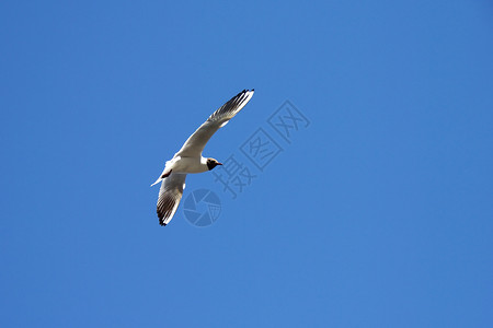 蓝色天空中海鸥飞行寓言海浪航班翅膀羽毛动物自由倾斜天气背景图片