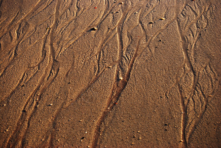 湿沙沙海洋棕色海滩背景图片