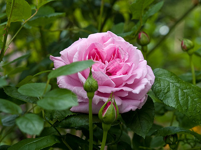美丽盛丽的粉红玫瑰图片