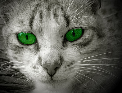 猫类动物家养灰色绿色眼睛小胡子背景图片