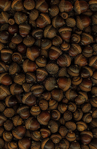 橡果季节橡木种子坚果团体帽子宏观墙纸生长橡子背景图片