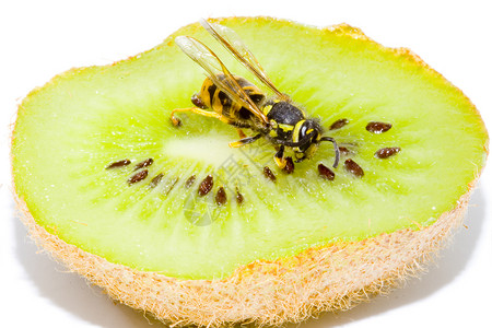 黄蜂毒液黄蜂在Kiwifruit上身体天线水果夹克毒液胸部昆虫宏观触角条纹背景