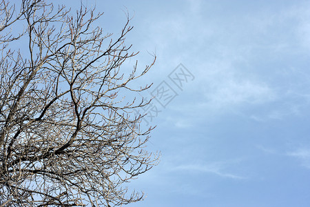 坚忍条木树植物学艺术季节性天空木头背景