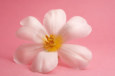 白色郁金白黄色粉色郁金香背景图片
