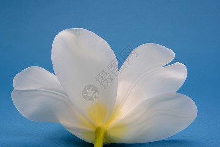 白色郁金白蓝色黄色郁金香背景图片