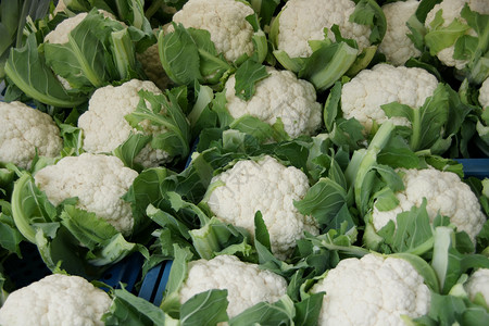 十字花科蔬菜绿色的花椰菜背景