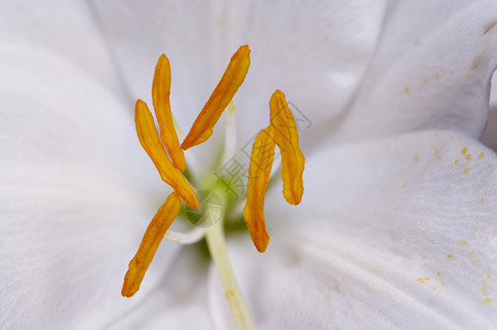 Lily 自动确认背景图片