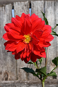 红色大丽花花宏观太阳阳光木板栅栏花瓣植物学卡片背景图片