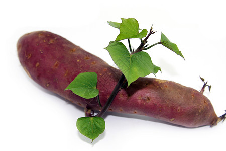 新加披甜土豆加芽生活婴儿发芽生长块茎蔬菜绿色食物植物新生活背景