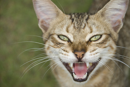 开放口齿猫生气的棕色猫高清图片
