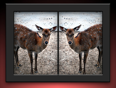 动物相框素材克隆鹿背景