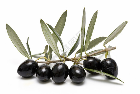 黑橄榄黑色水果商业白色收成营养生态分支机构收藏处女背景图片