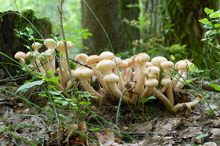 森林里的一帮蜂蜜蘑菇树木高清图片素材