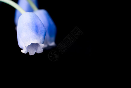 铃声摄影黑色钟声花朵微距蓝调植物群宏观蓝色背景图片
