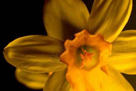 鳄锥体黄色植物群摄影微距黑色花朵宏观红花背景图片
