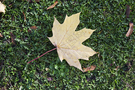秋秋叶褐色叶子金子季节性树叶绿色地面棕色黄色季节高清图片