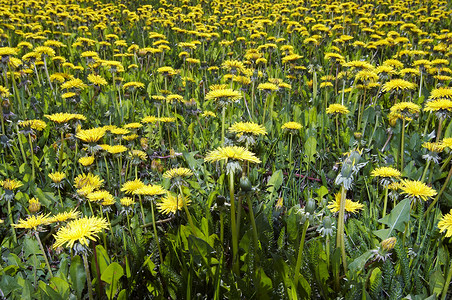 黄色的草地——长满蒲公英背景图片