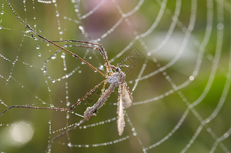 昆虫被困蚊子在蜘蛛网中的蚊子伊蚊露水昆虫动物鸡翅宏观蛛网陷阱库蚊背景