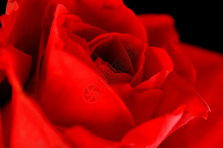 红玫瑰动物群热情红色植物白色浪漫植物群花朵背景图片