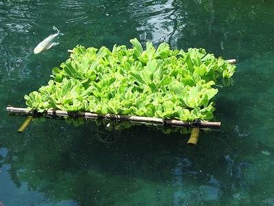 植物漂浮带鱼的浮动植物背景