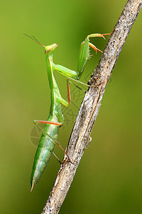 绿色螳螂少年马尼蒂斯列伊吉奥萨 在棍子上祈祷眼睛漏洞宗教信仰尖刺木头绿色黑色宏观捕食者昆虫背景
