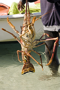 大龙虾英属西印度群岛高清图片