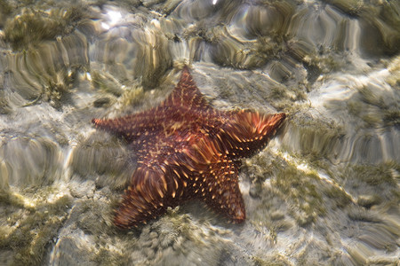 恒星星海滩天空旅行棕榈假期海洋岛屿航行游客处女高清图片