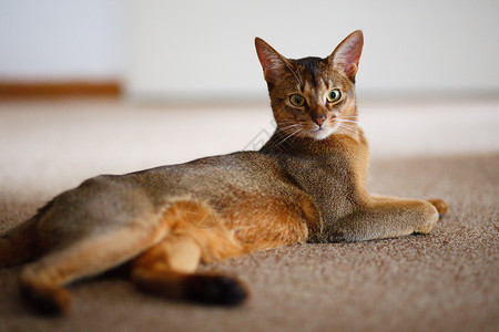 国内的猫阿比西尼猫食肉耳朵注意力毛皮猫科动物短发橙子动物生活眼睛背景