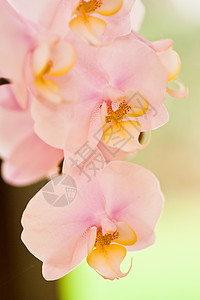 粉红兰花绿色粉色温泉兰花背景图片