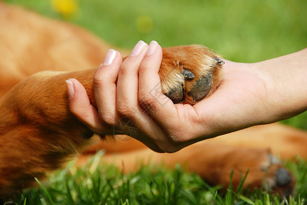 动物握手素材狗爪和手摇动背景