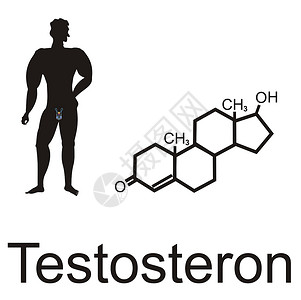带有睾丸激素的雄性生殖器官背景
