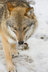 野狼在前阵营中荒野棕色犬类头发生活捕食者灰色毛皮狼疮野生动物图片