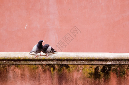 老罗萨墙上的鸽子夫妇高清图片