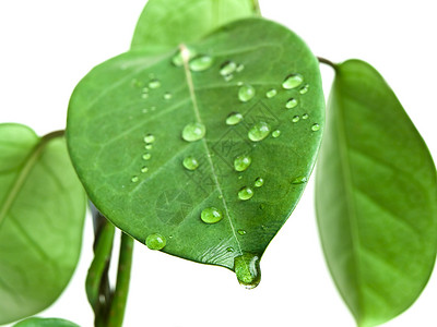 绿色休假 降息环境生长植物露珠静脉雨滴液体背景